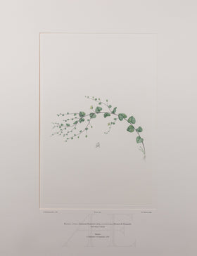 Banks Florilegium, Part 19, Plate 397