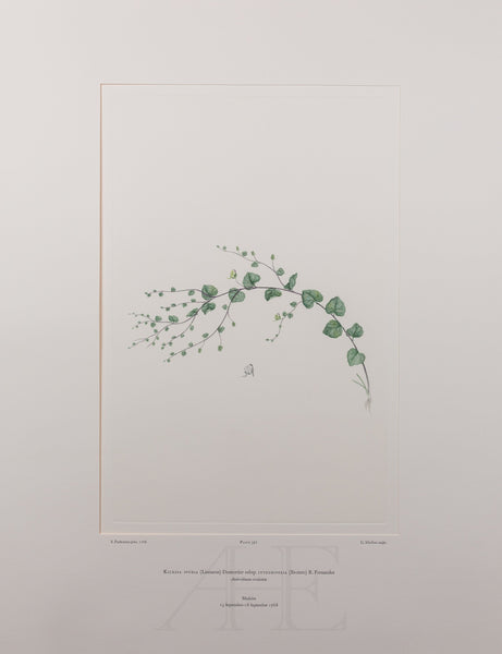 Banks Florilegium, Part 19, Plate 397