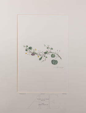 Banks Florilegium, Part 19, Plate 398