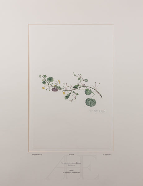 Banks Florilegium, Part 19, Plate 398