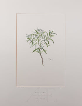 Banks Florilegium, Part 19, Plate 399