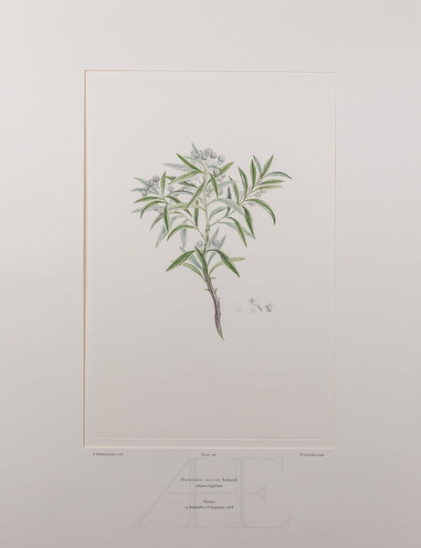 Banks Florilegium, Part 19, Plate 399