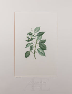 Banks Florilegium, Part 19, Plate 400