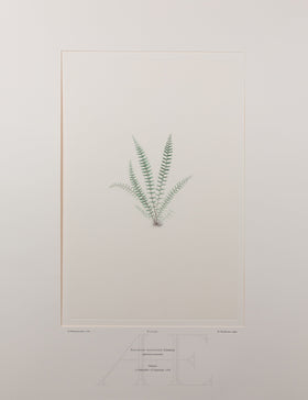 Banks Florilegium, Part 19, Plate 401