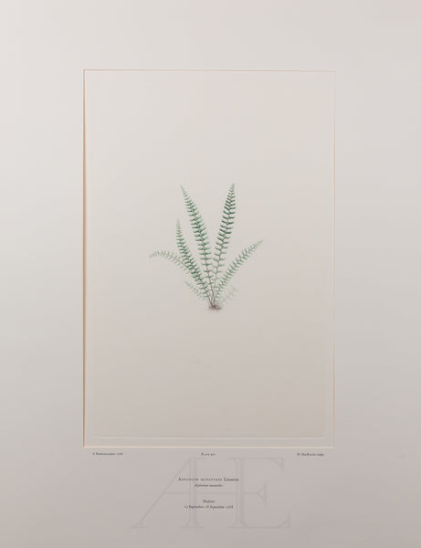 Banks Florilegium, Part 19, Plate 401