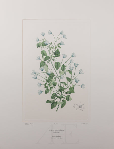 Banks Florilegium, Part 20, Plate 402