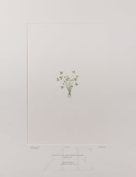 Banks Florilegium, Part 20, Plate 403