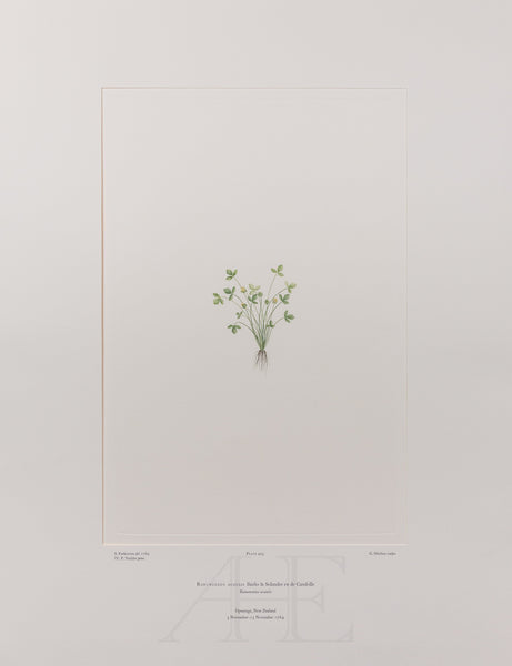 Banks Florilegium, Part 20, Plate 403