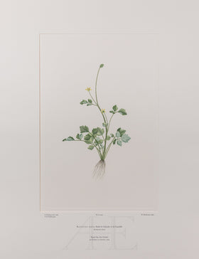 Banks Florilegium, Part 20, Plate 404