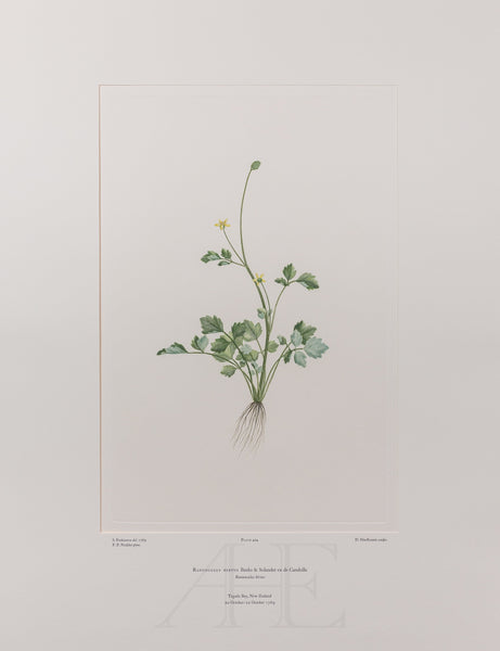 Banks Florilegium, Part 20, Plate 404