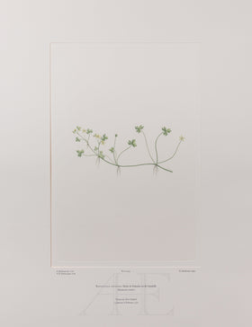 Banks Florilegium, Part 20, Plate 405