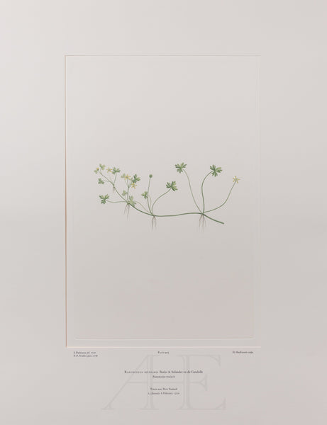 Banks Florilegium, Part 20, Plate 405