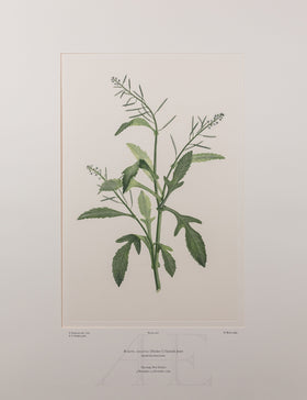 Banks Florilegium, Part 20, Plate 406