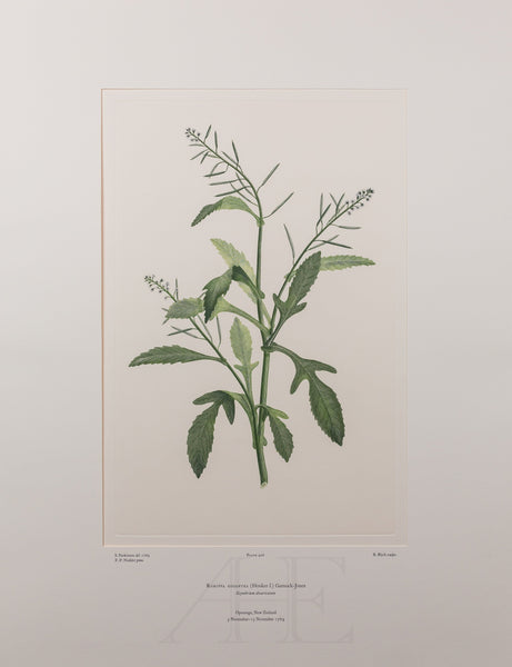 Banks Florilegium, Part 20, Plate 406