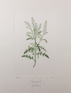 Banks Florilegium, Part 20, Plate 407