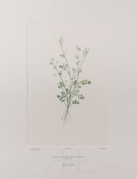 Banks Florilegium, Part 20, Plate 408