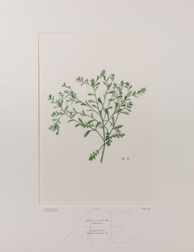 Banks Florilegium, Part 20, Plate 409