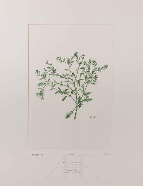 Banks Florilegium, Part 20, Plate 409