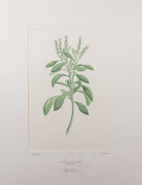Banks Florilegium, Part 20, Plate 410