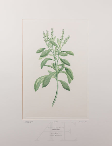 Banks Florilegium, Part 20, Plate 410