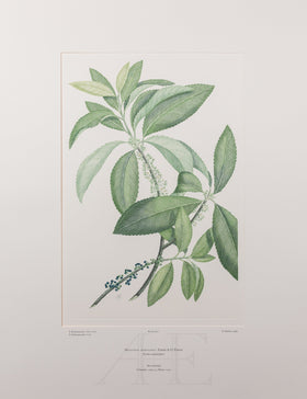 Banks Florilegium, Part 20, Plate 411