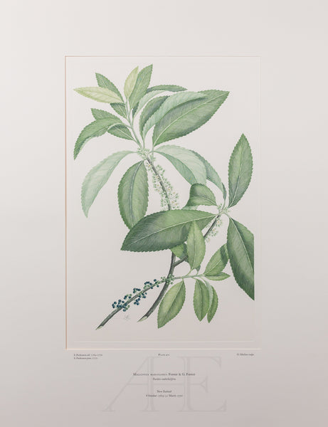 Banks Florilegium, Part 20, Plate 411