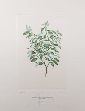 Banks Florilegium, Part 20, Plate 412