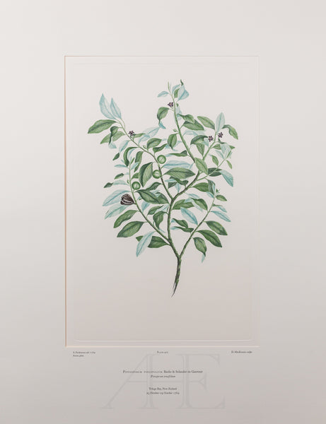 Banks Florilegium, Part 20, Plate 412