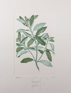 Banks Florilegium, Part 20, Plate 413