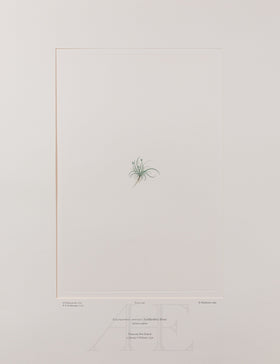 Banks Florilegium, Part 20, Plate 414