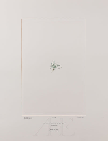 Banks Florilegium, Part 20, Plate 414