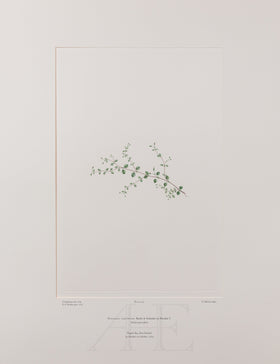 Banks Florilegium, Part 20, Plate 415