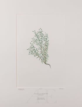 Banks Florilegium, Part 20, Plate 416