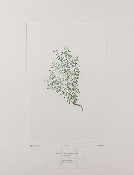 Banks Florilegium, Part 20, Plate 416