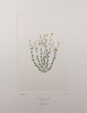 Banks Florilegium, Part 20, Plate 417