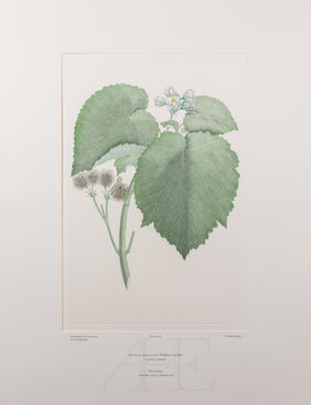 Banks Florilegium, Part 20, Plate 418