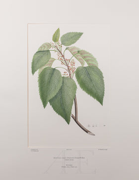 Banks Florilegium, Part 20, Plate 419