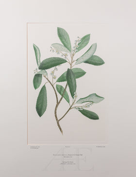 Banks Florilegium, Part 20, Plate 420