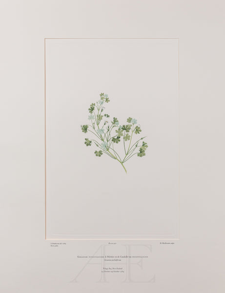 Banks Florilegium, Part 20, Plate 421