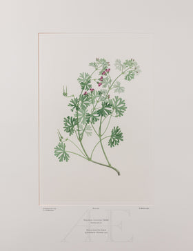 Banks Florilegium, Part 20, Plate 422