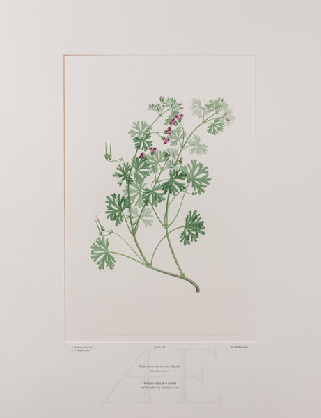 Banks Florilegium, Part 20, Plate 422
