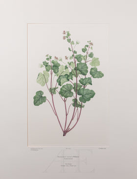 Banks Florilegium, Part 20, Plate 423