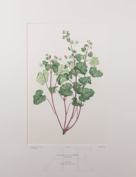 Banks Florilegium, Part 20, Plate 423