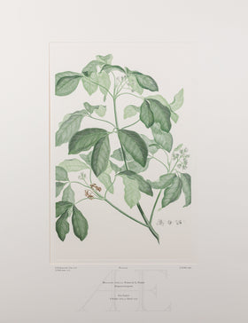 Banks Florilegium, Part 21, Plate 424