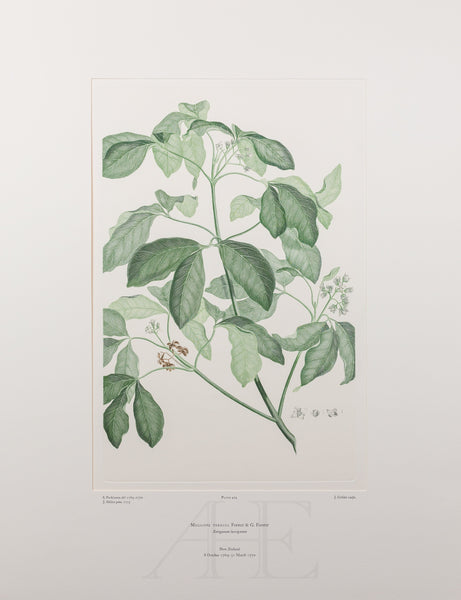 Banks Florilegium, Part 21, Plate 424