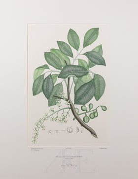 Banks Florilegium, Part 21, Plate 425