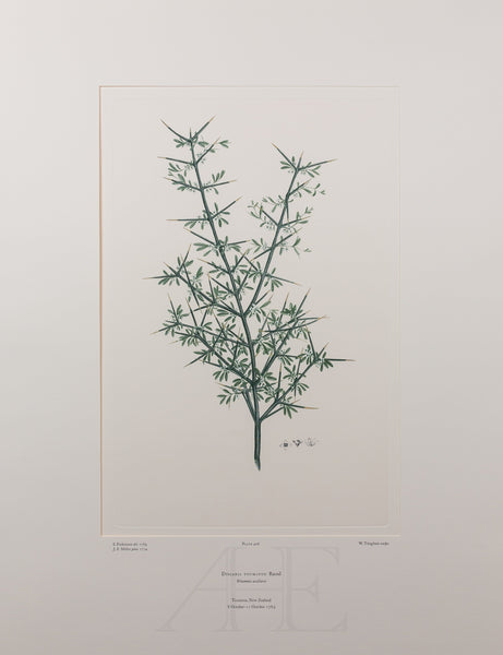 Banks Florilegium, Part 21, Plate 426