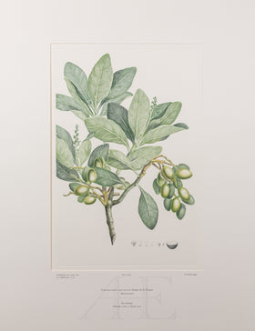 Banks Florilegium, Part 21, Plate 427