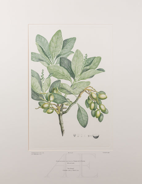 Banks Florilegium, Part 21, Plate 427