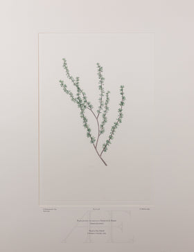 Banks Florilegium, Part 21, Plate 428